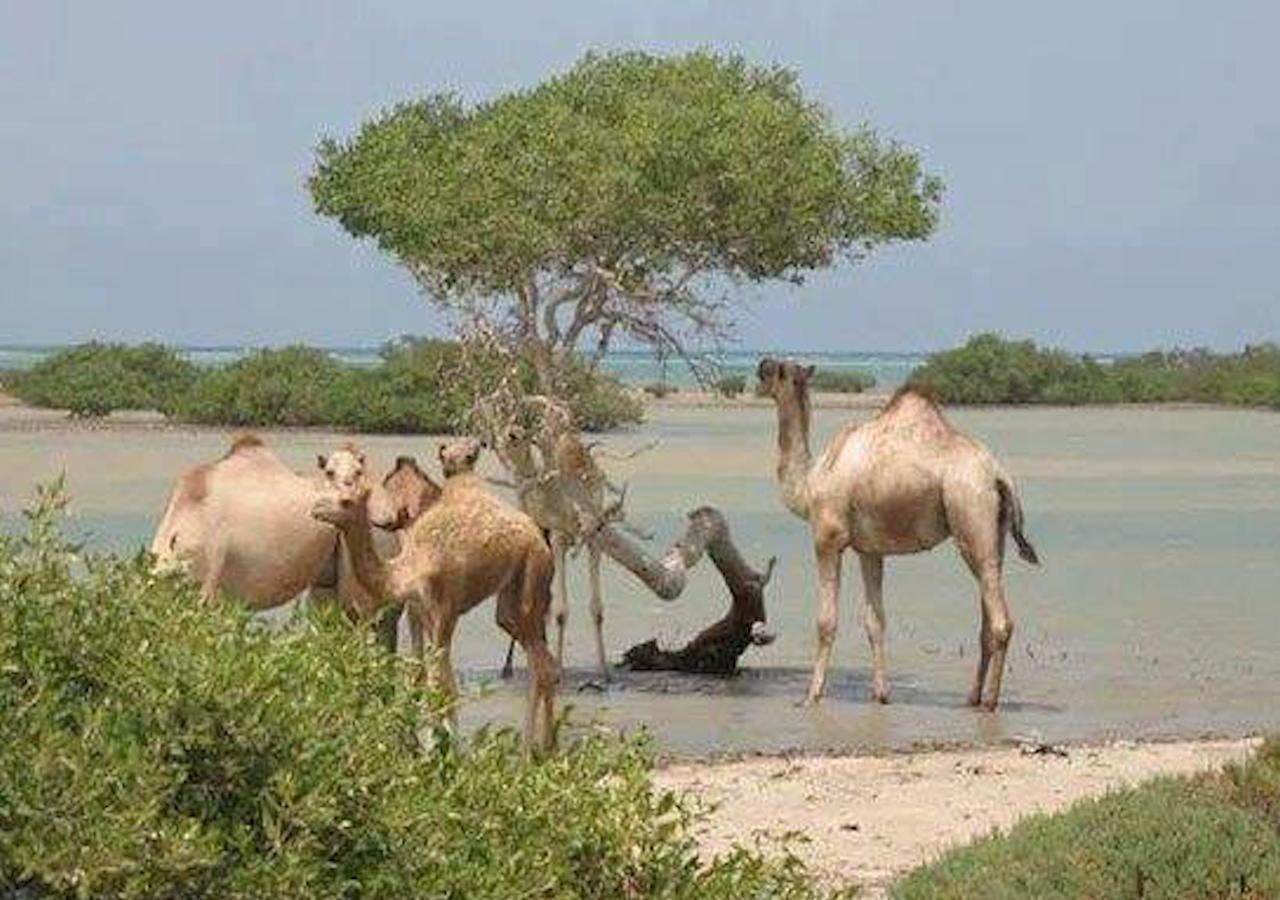 Ambassador House Marsa Alam Lägenhet Exteriör bild